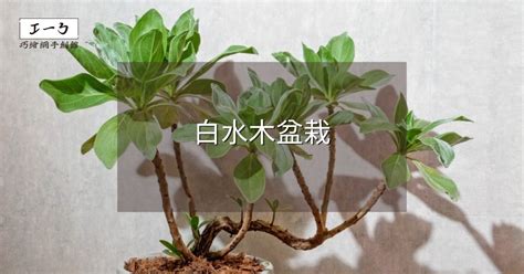 白水木如何繁殖|白水木養護指南：輕鬆種植白水木的技巧 